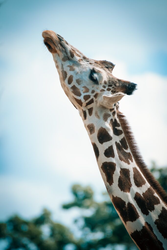 giraffe