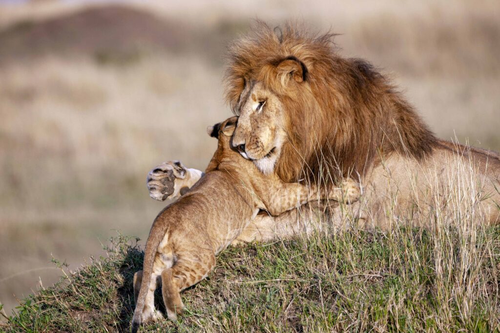 lion-cub